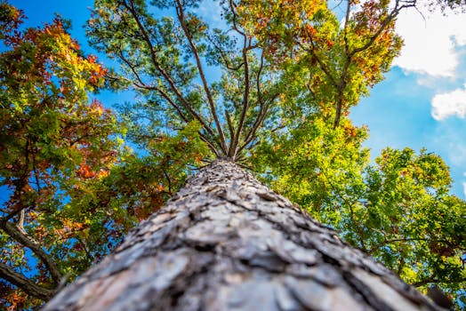 Immagine gratuita di abbaiare, albero, albero alto