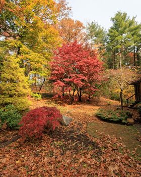 Colorful autumn foliage with vibrant red and orange trees in a scenic woodland setting.