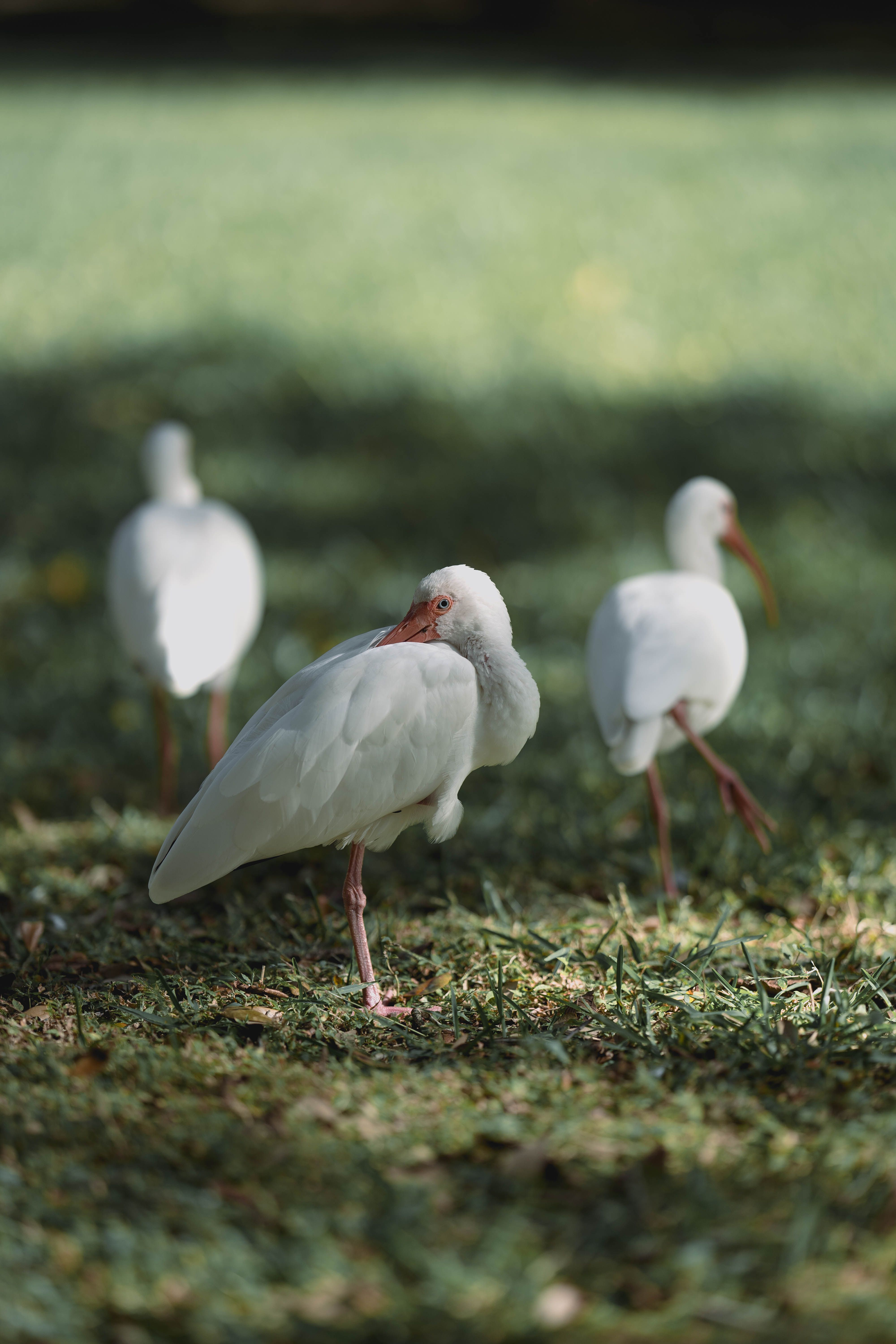 White Ibises Grazing in Brooksville Park · Free Stock Photo