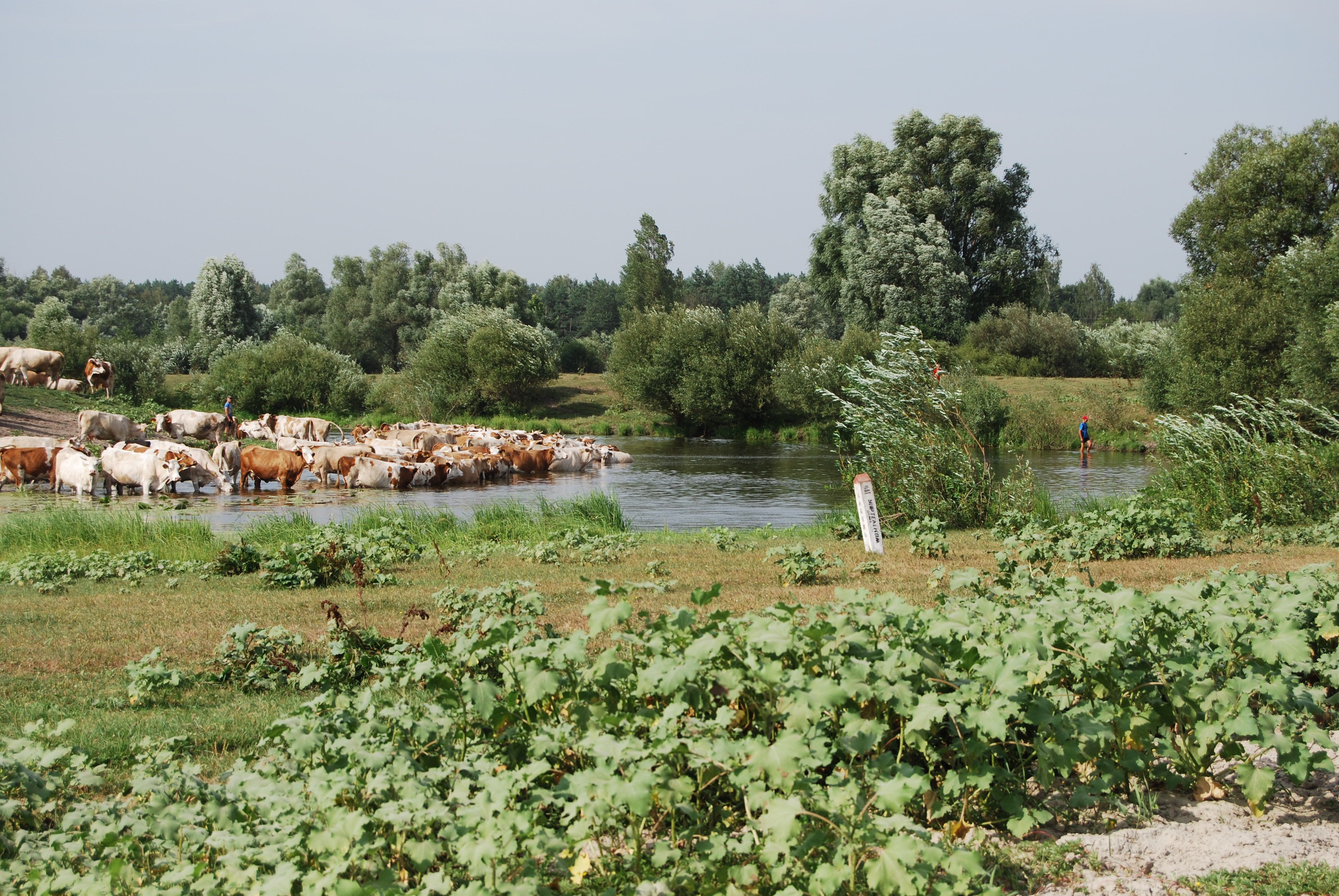 Cattle on pasture