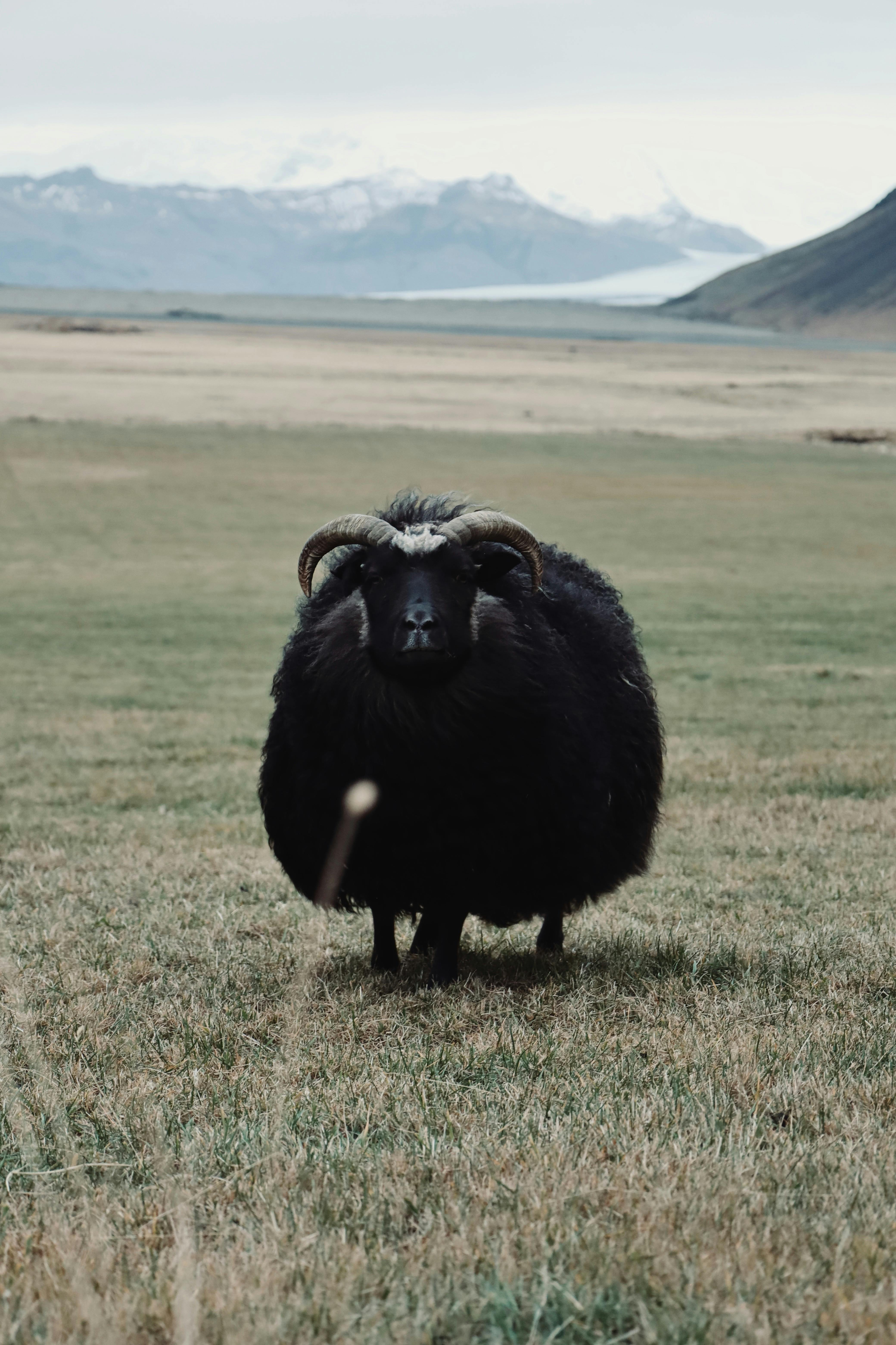 Gratuit Mouton noir dans un champ islandais avec des montagnes enneigées en arrière-plan, mettant en valeur une nature sereine. Photos