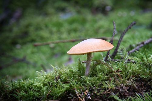 Free A detailed view of a single mushroom amidst dense forest moss and greenery. Stock Photo