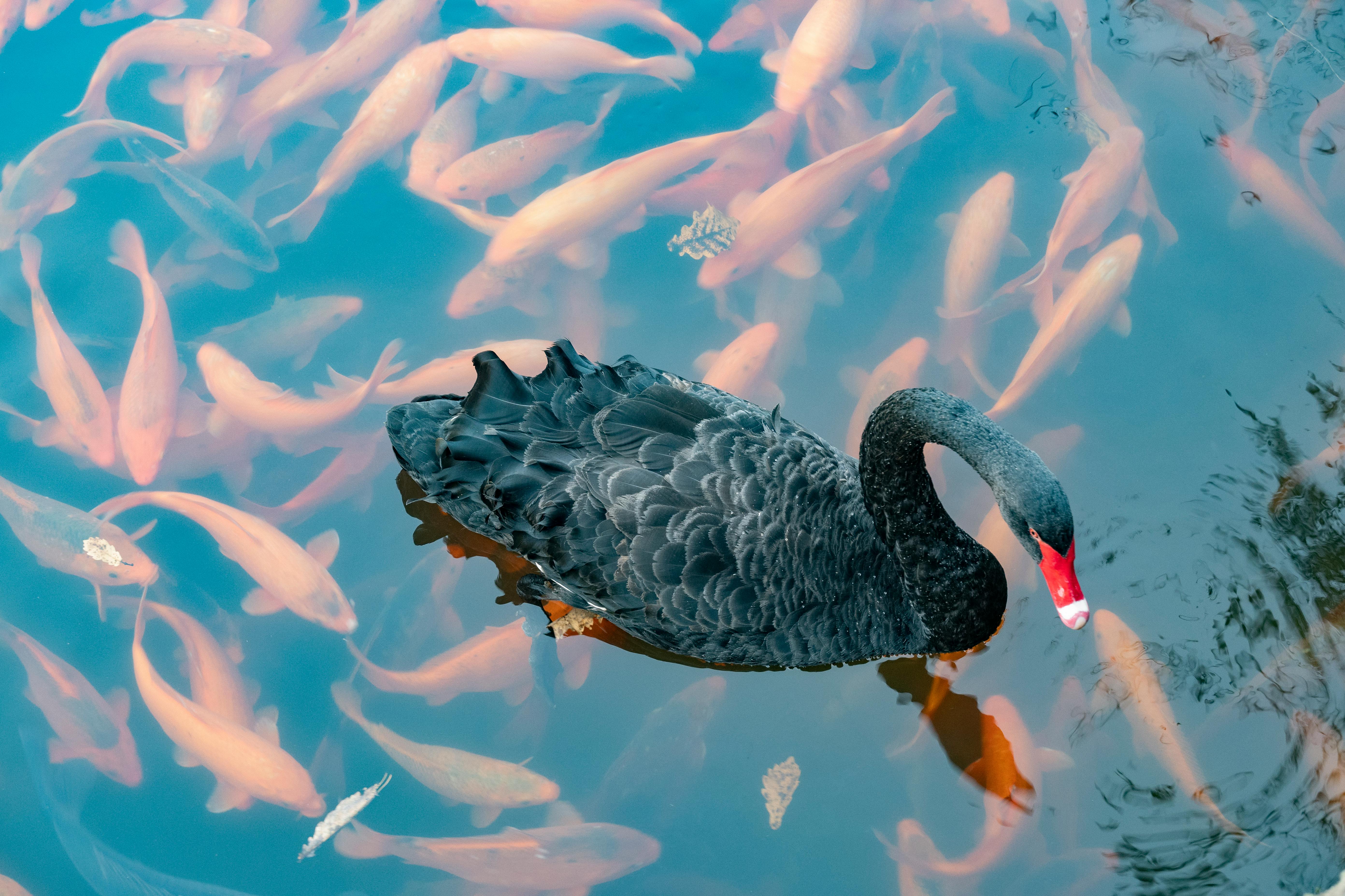 Unpalatable Choices in Aquaculture