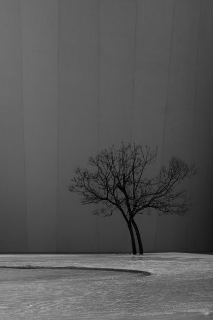 A minimalist black and white image showcasing the silhouette of a bare tree against a stark backdrop.