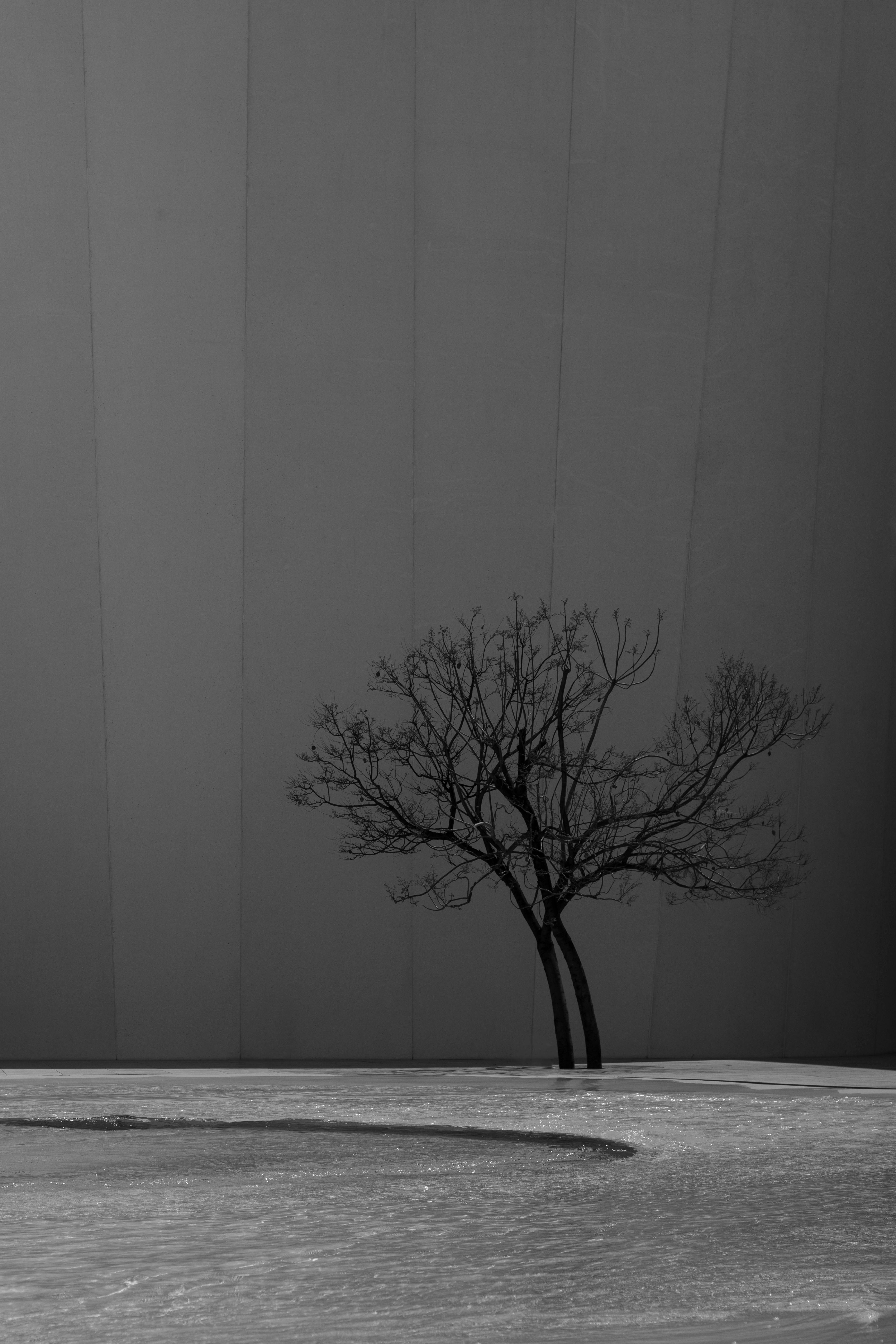 grátis Uma imagem minimalista em preto e branco mostrando a silhueta de uma árvore nua contra um fundo escuro. Foto profissional