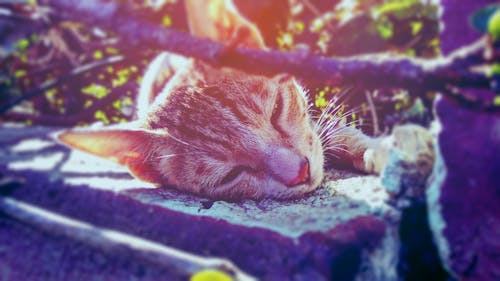 Brown Tabby Cat Lying on Ground