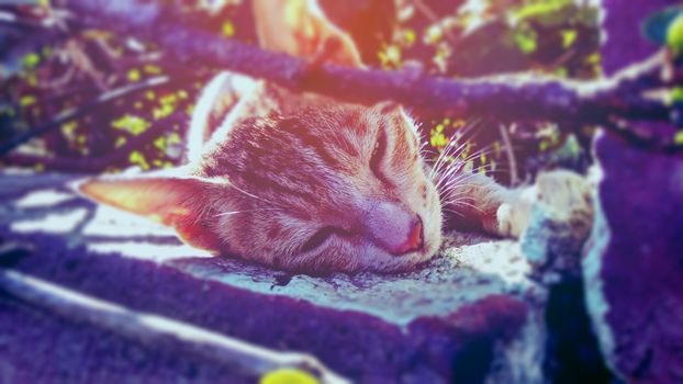 一只虎斑猫在户外安静地享受着日光浴，显得格外宁静