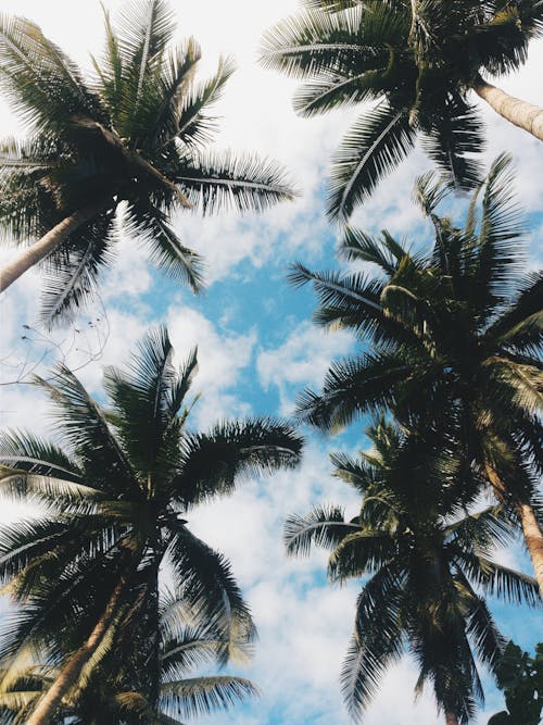 Low-Angle Photo of Coconut Trees