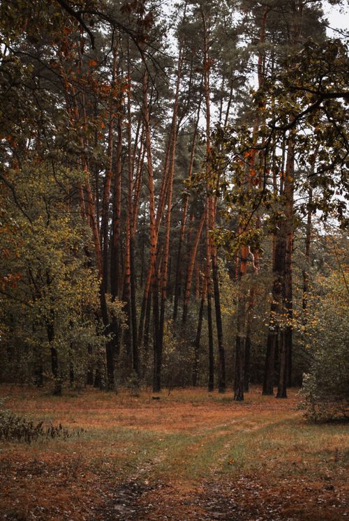 Free Tranquil autumn forest with towering pine trees and earthy tones. Stock Photo