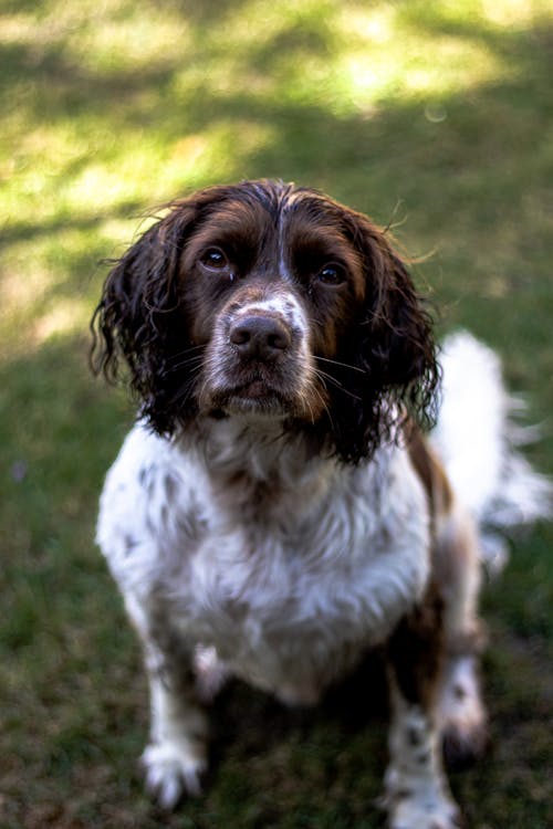 Foto Di Un Cane