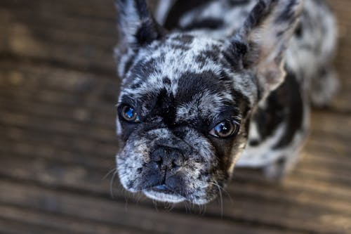 Ücretsiz Kısa Kaplamalı Köpeğin Seçici Odak Fotoğrafı Stok Fotoğraflar