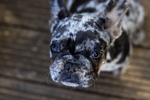 Fotografía De Enfoque Selectivo De Perro De Pelo Corto