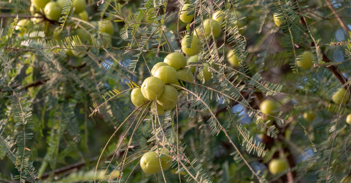 Detailed image of fresh green amla fruits on a tree branch in a natural setting. - Evidence evidence guide for amla skin aging meta-analysis