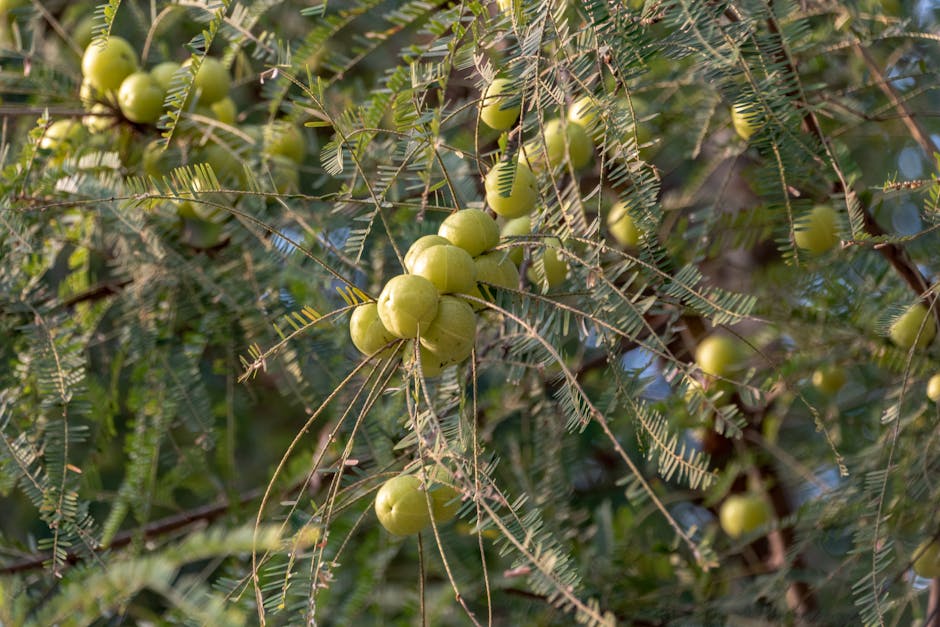 Natural Medicine Wonders: Harnessing the Miraculous Qualities of Kitchen Staples