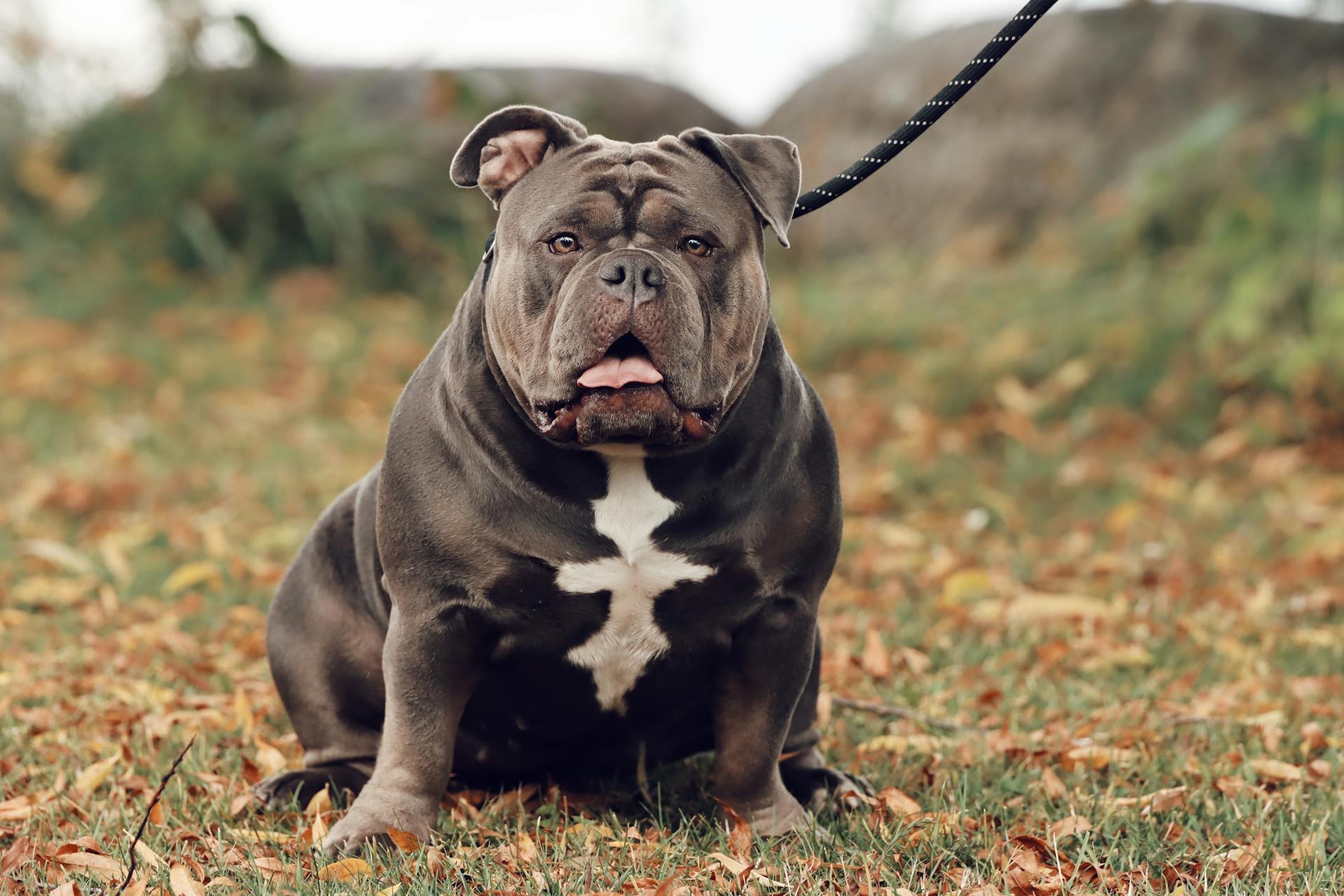 American Bully