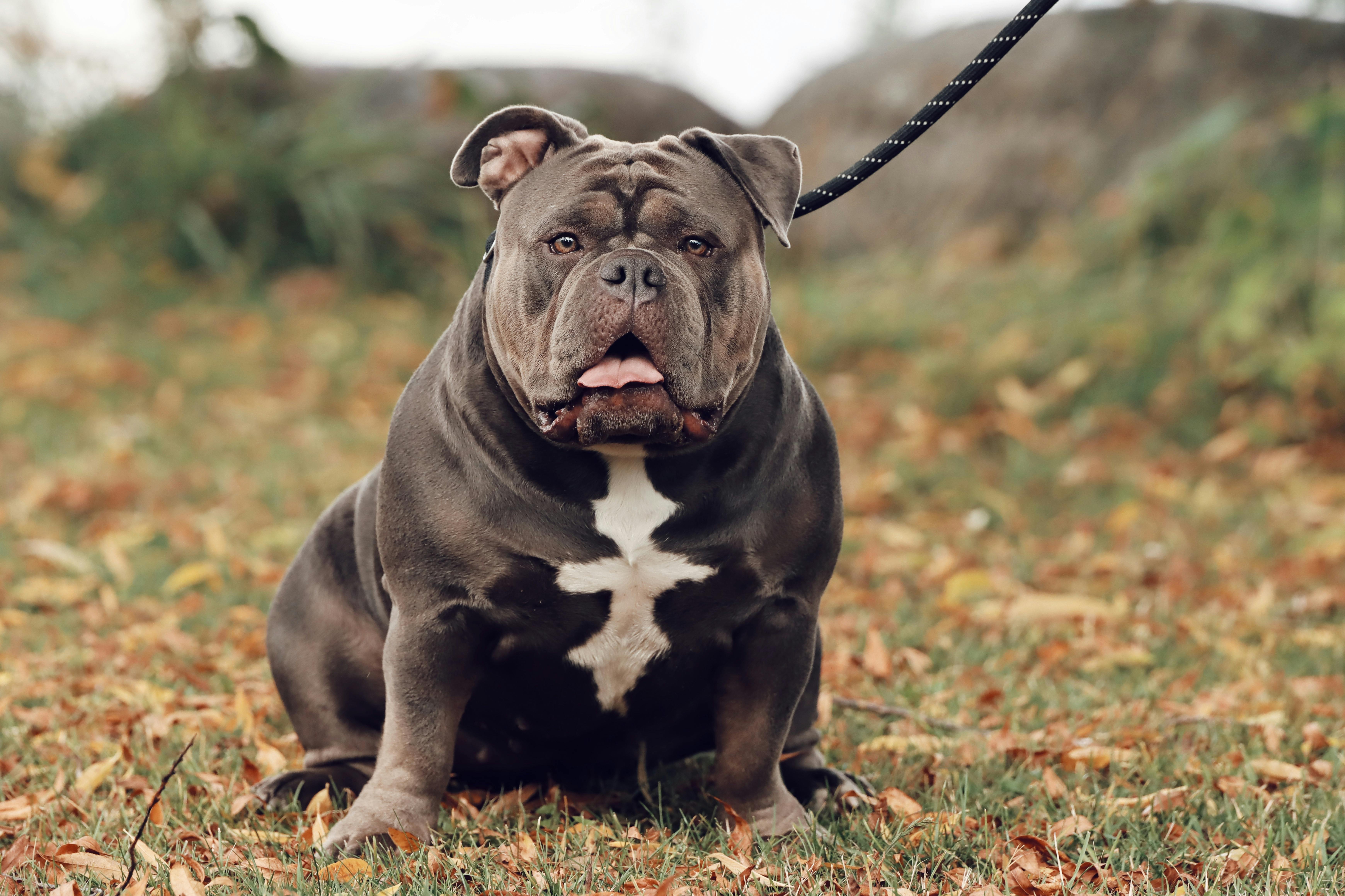 Engam Bulldog Mix American British Bulldog American Bully Bulldog