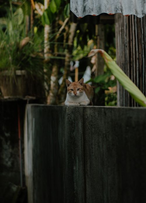 Free Ginger and white cat perched on a concrete wall, surrounded by lush greenery. Stock Photo