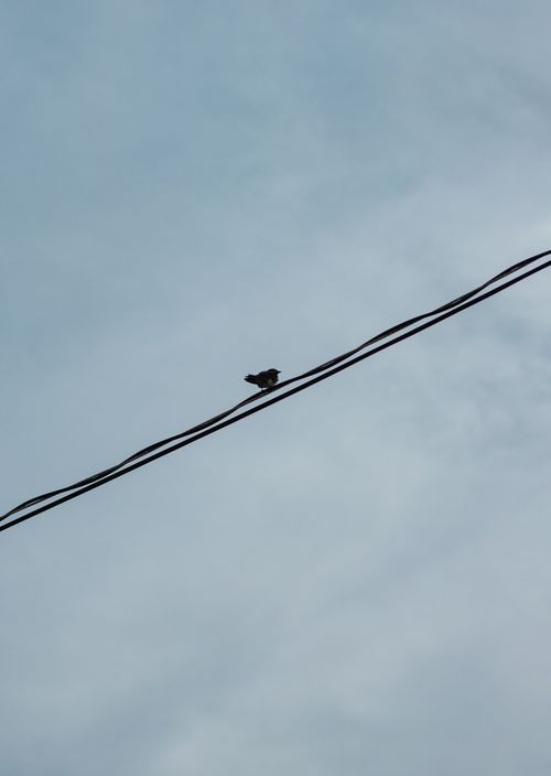 Free A bird sitting on a power line against a clear sky, showcasing solitude. Stock Photo