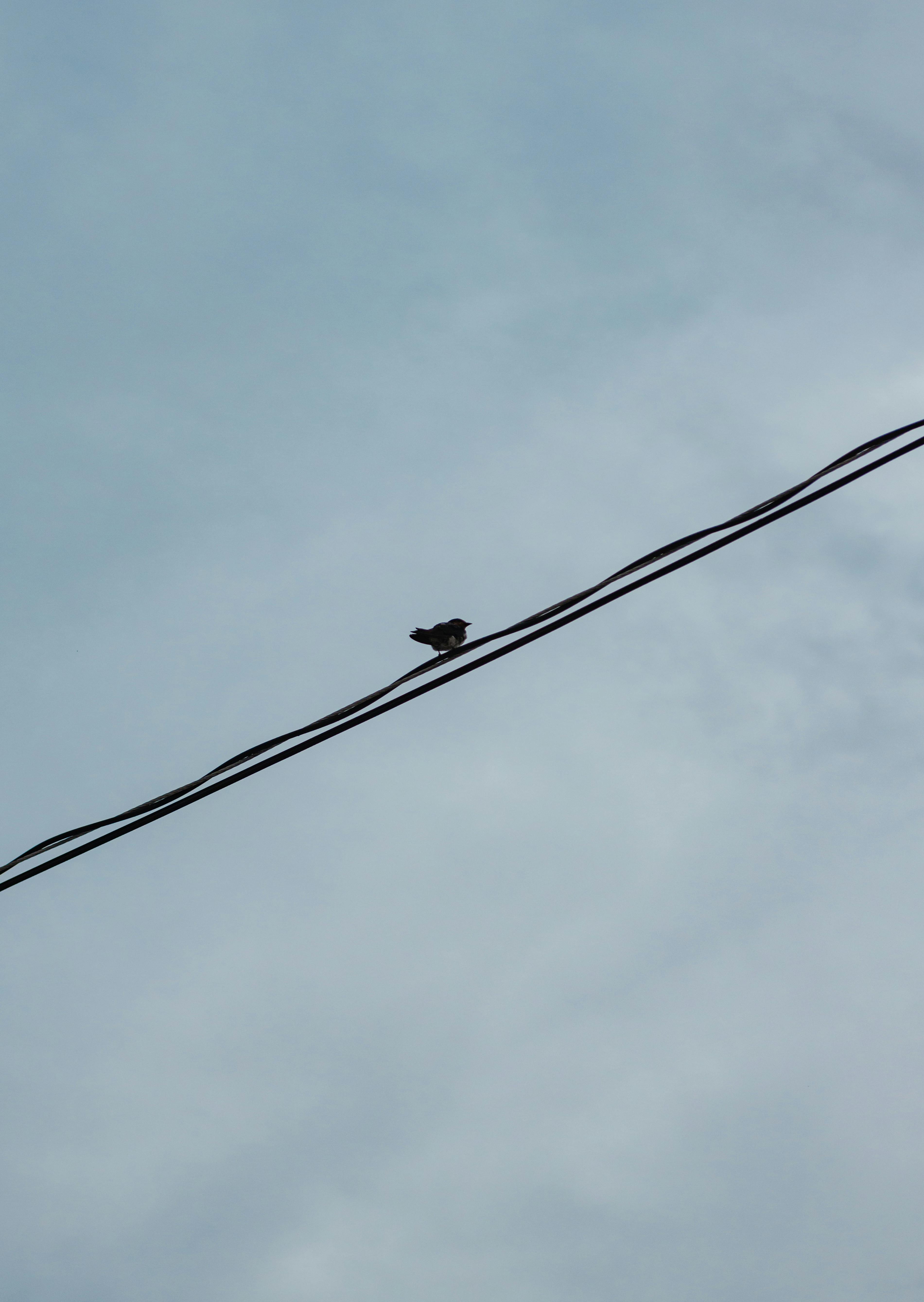Zadarmo Vták sediaci na elektrickom vedení proti jasnej oblohe, predvádzajúci samotu. Fotka z fotobanky