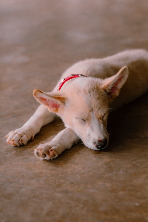 Free Cute white puppy peacefully sleeping on a smooth indoor floor. Stock Photo