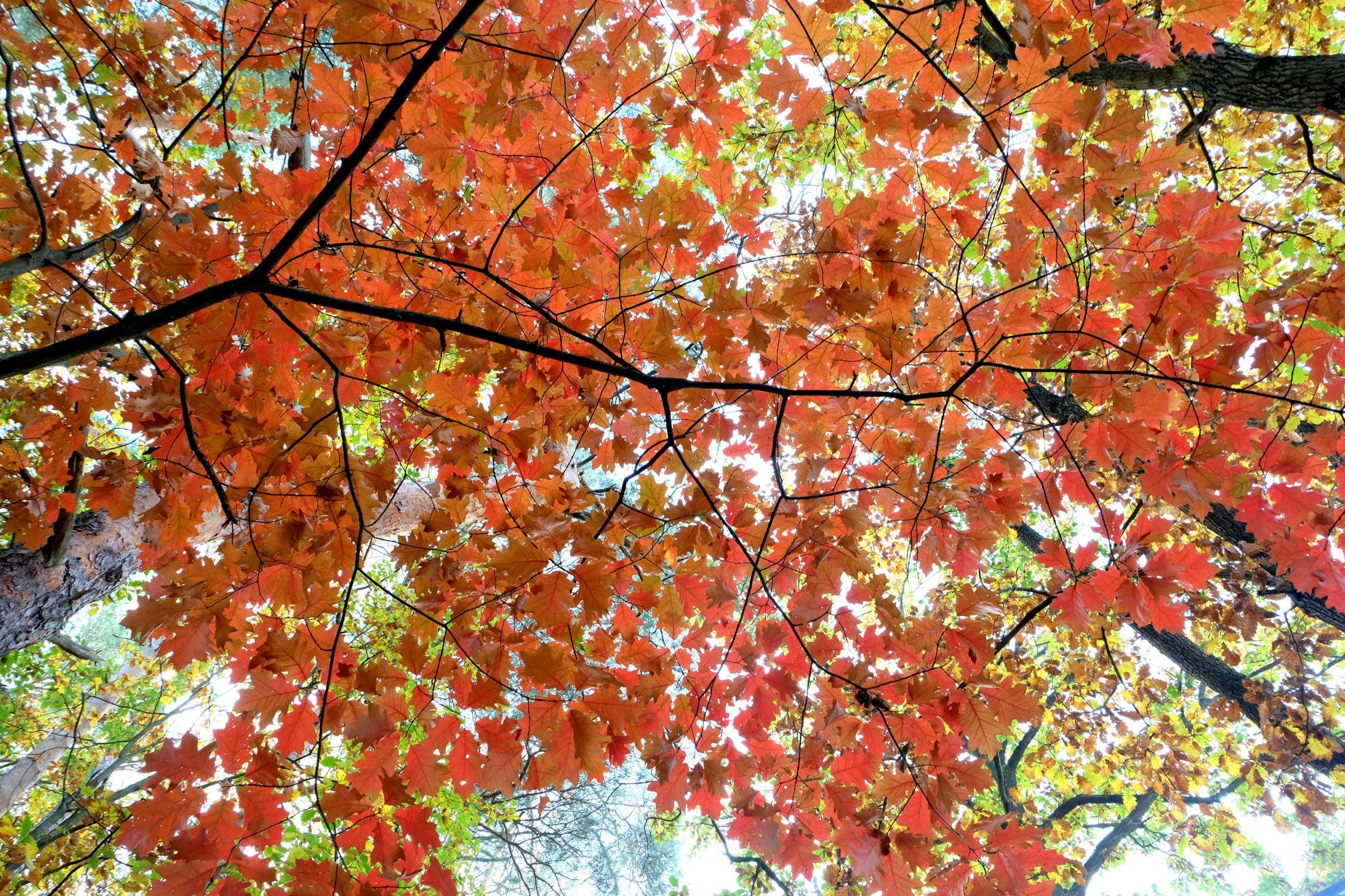 Vibrant Autumn Leaves Canopy in Fall Forest · Free Stock Photo