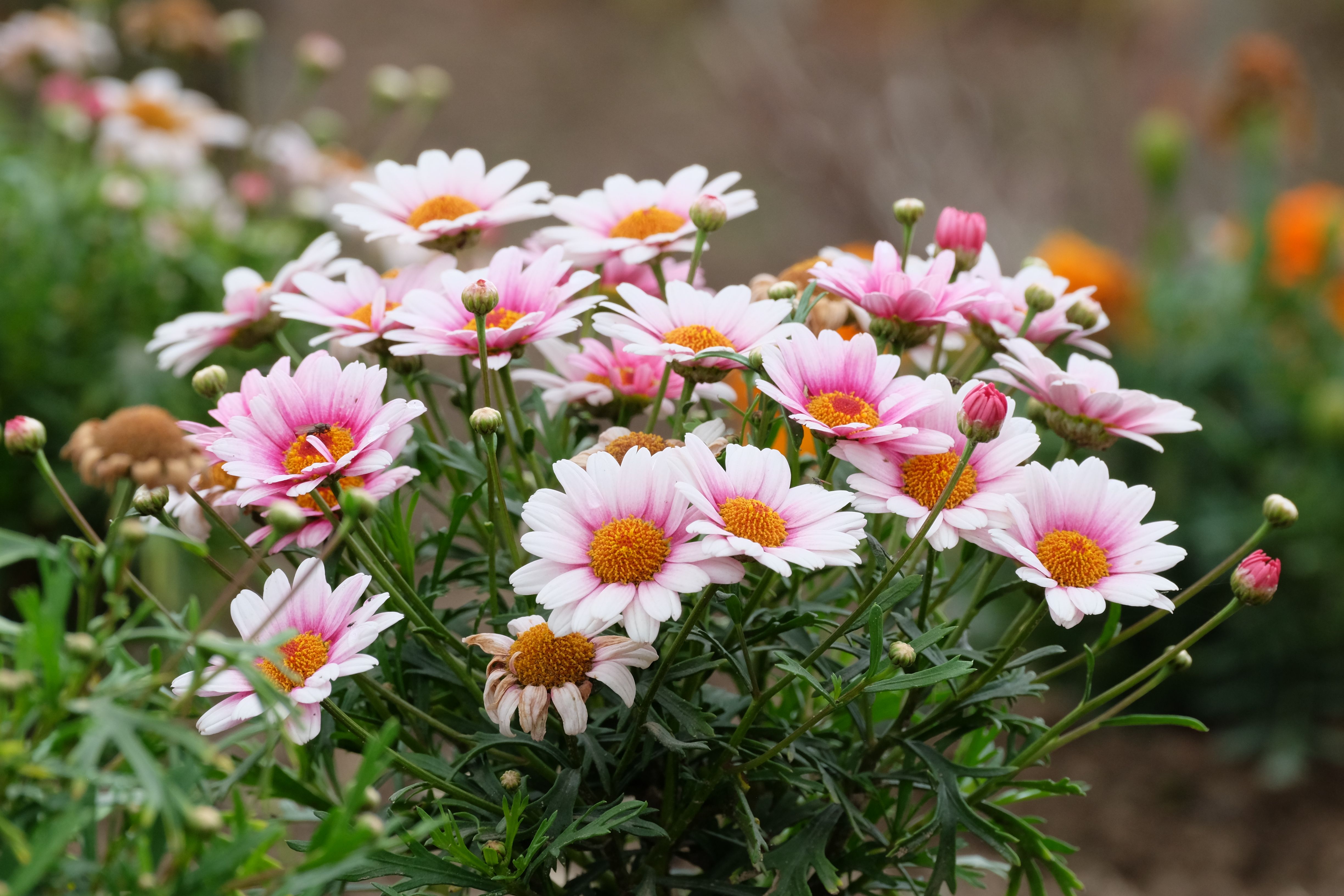 Beautiful Pink Daisies Blooming in Spring Garden · Free Stock Photo