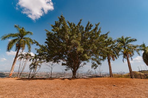 Imagine de stoc gratuită din arbori, centrale, cer