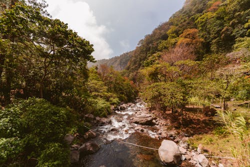 Trees Beside River Under Hill