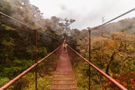 一个人走在雾蒙蒙森林的悬空桥上，周围是郁郁葱葱的绿植和朦胧的雾气