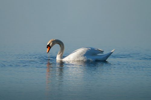 Free Beautiful close-up of a mute swan gliding gracefully on serene blue waters. Stock Photo