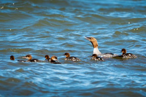 Free A common merganser mother swims with her ducklings in a serene lake setting. Stock Photo