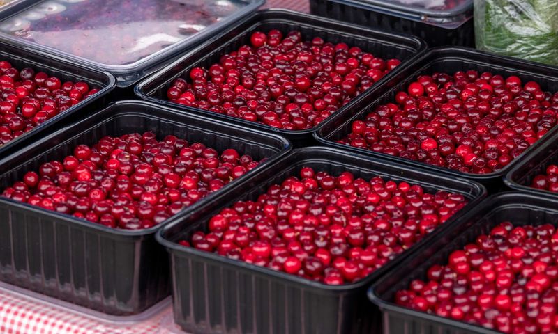Cranberries frescos em bandejas no mercado — fruta vermelha da América do Norte