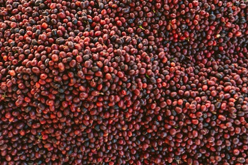 Free Red Bean Lot Stock Photo