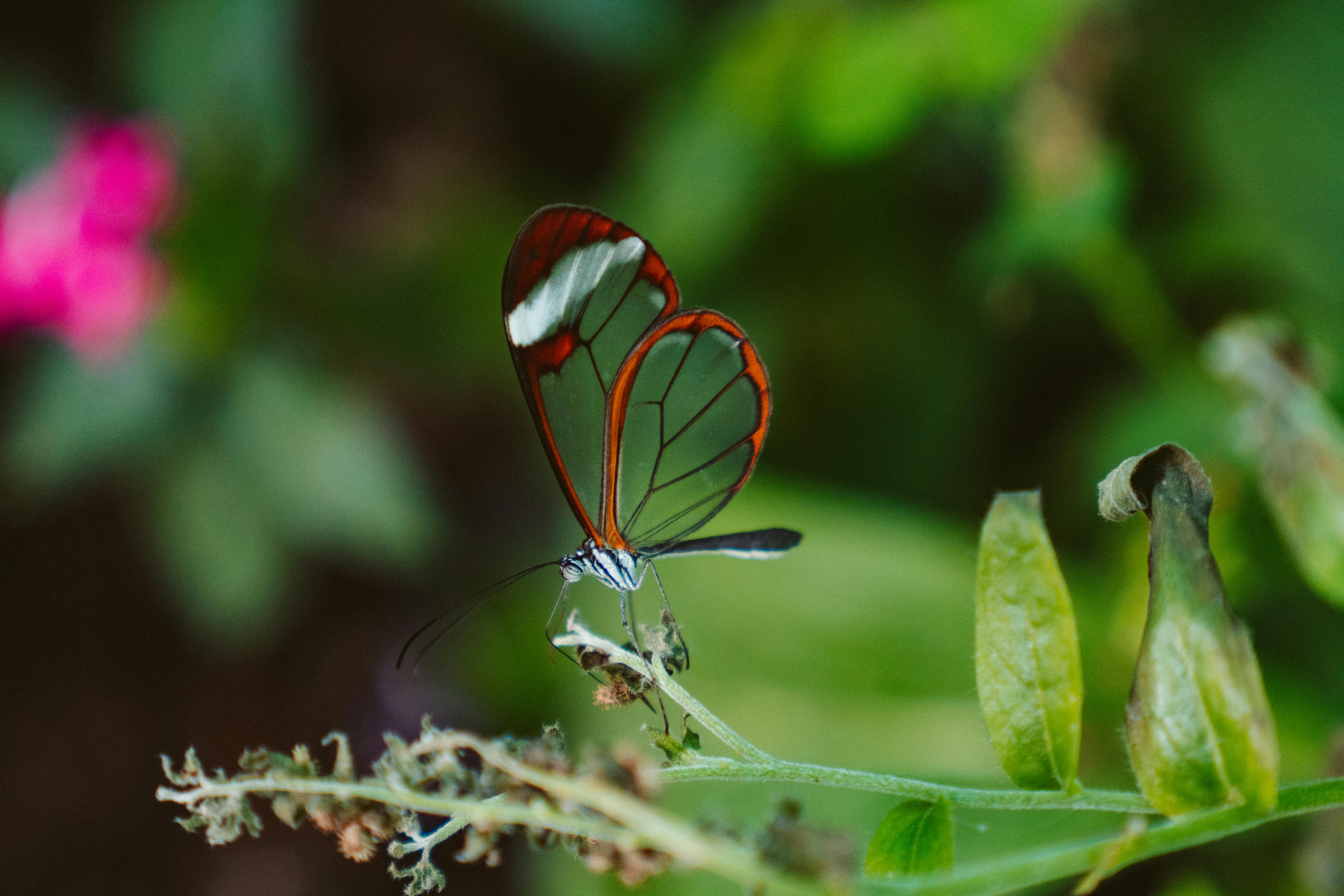 macro photography of dragonfly on plant