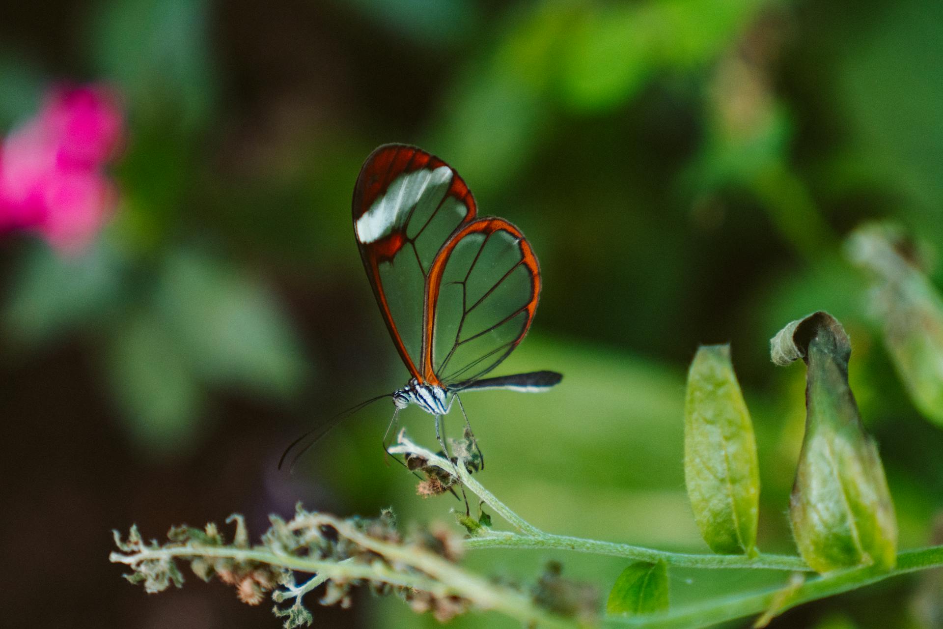 Macro Photography of Dragonfly on Plant