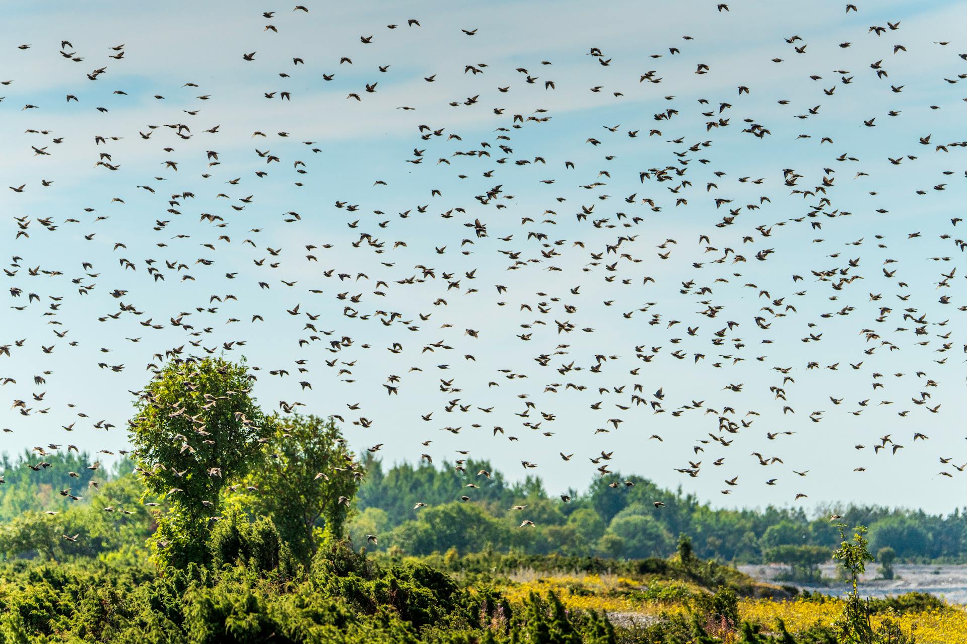 A vast flock of starlings flying over a lush green landscape against a clear blue sky, capturing nature's dynamism.