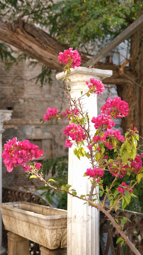 Free Bright pink bougainvillea on a classic stone pillar in a historic garden. Stock Photo