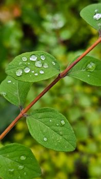 Detailed shot of fresh water droplets on green leaves, capturing nature's beauty in Heusden-Zolder.
