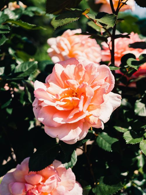 Free Close-up of a vibrant pink rose in full bloom against a dark green leafy background. Stock Photo