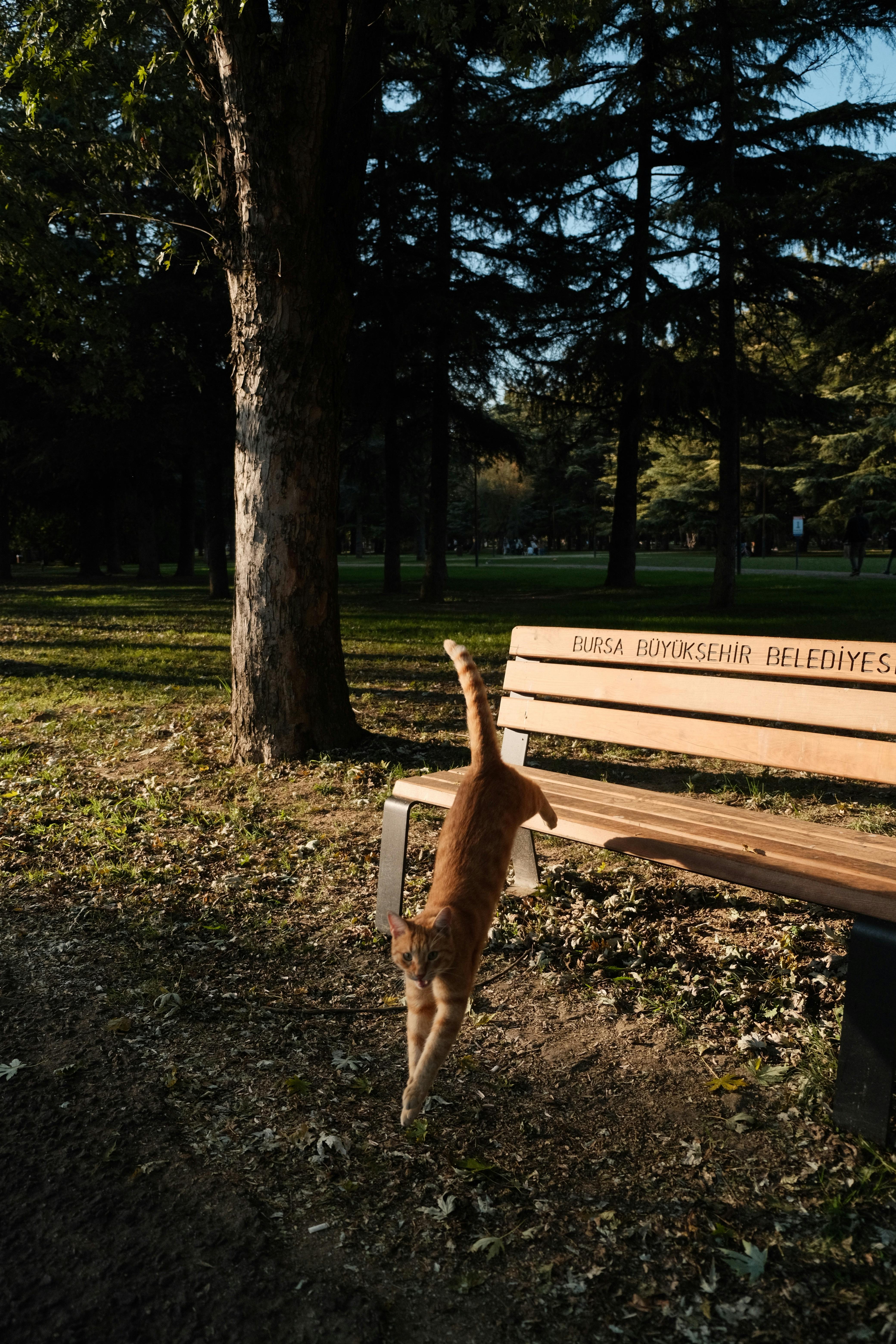 Gratis Un gatto arancione salta con grazia da una panchina in un parco soleggiato di Bursa. Foto a disposizione