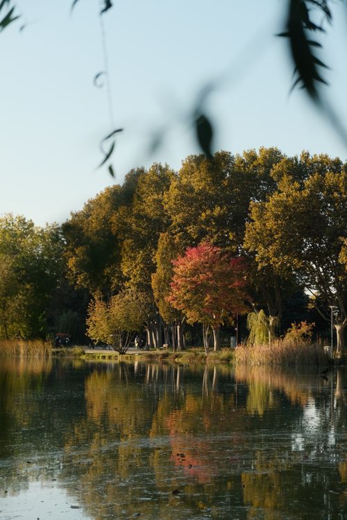 Serene Autumn Lake with Vibrant Foliage Reflection · Free Stock Photo