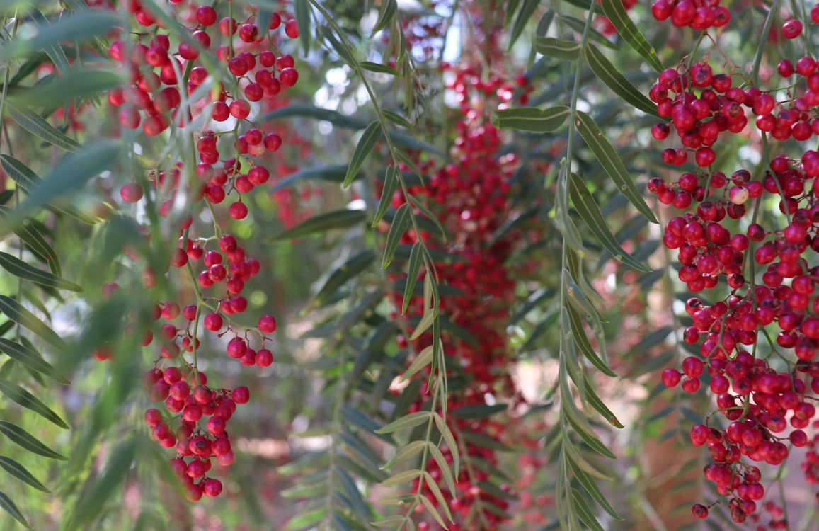 Vibrant Pepper Tree Branches in Franschhoek · Free Stock Photo
