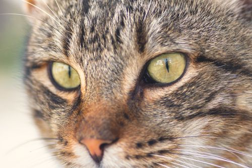 Free Detailed close-up of a tabby cat's eyes showcasing its striped fur and piercing gaze. Stock Photo