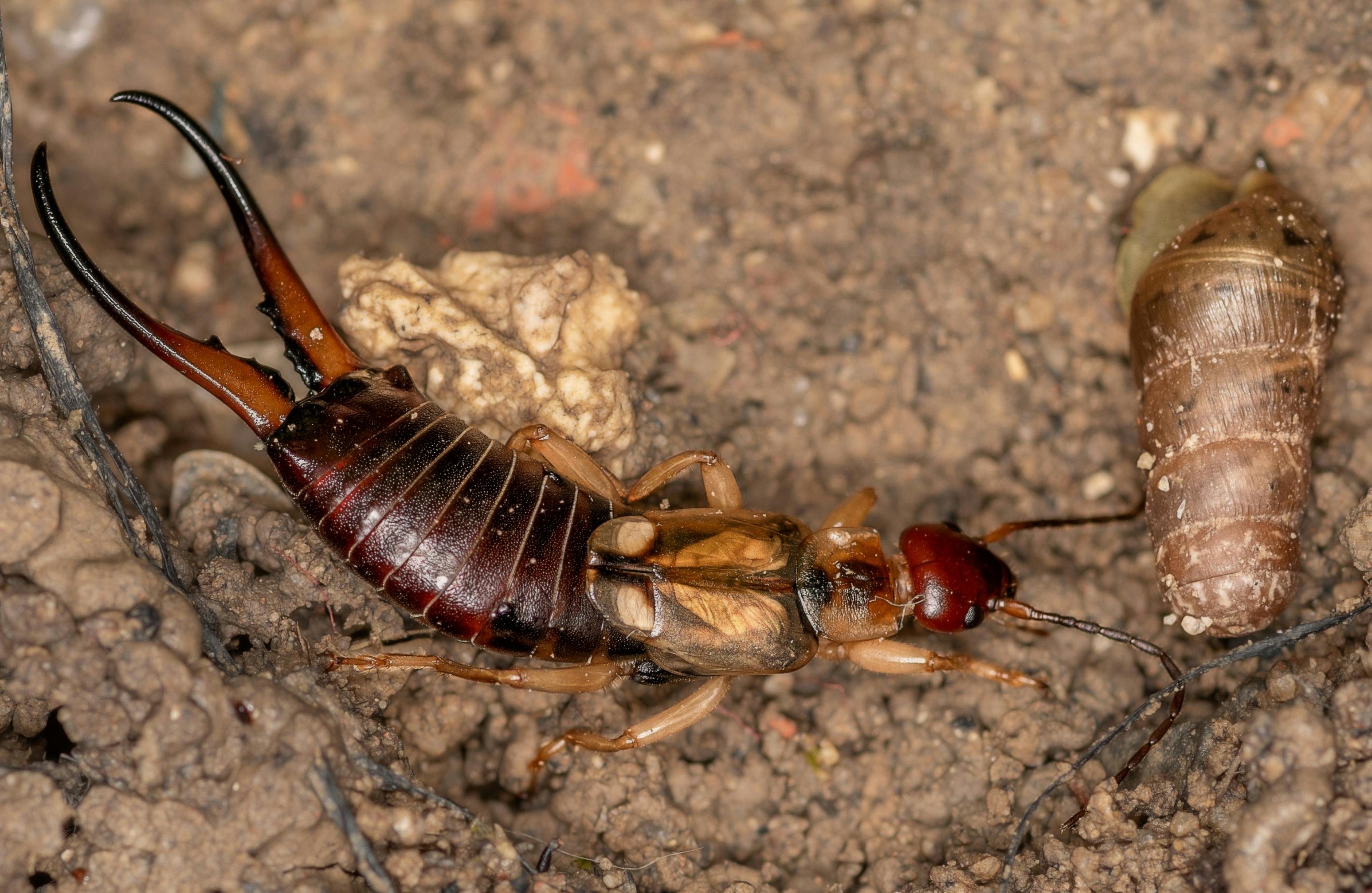 A close‑up of a dark‑colored earwig perched on a leaf