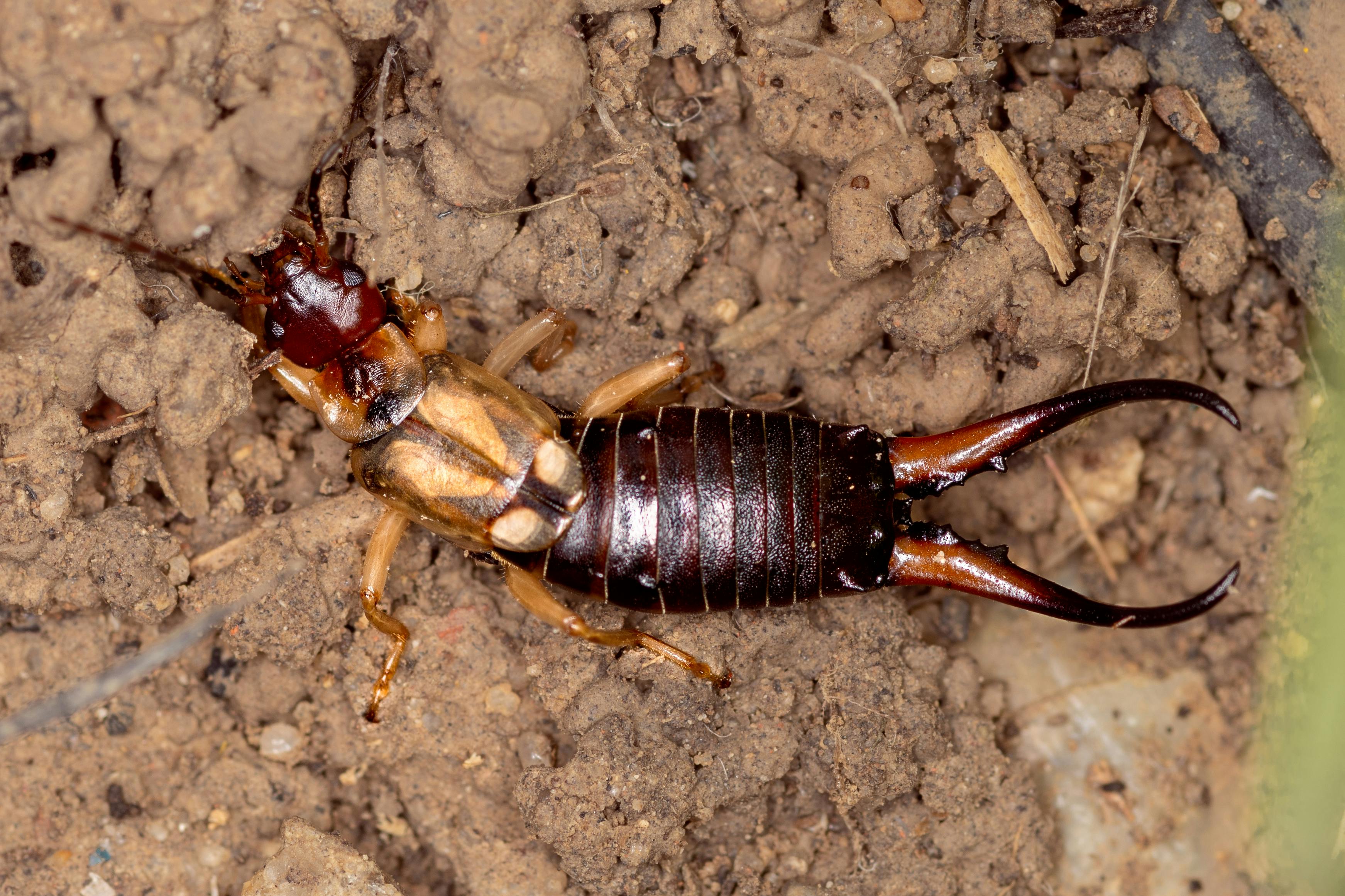 Close‑up of a European earwig showing its elongated body and forceps‑like pincers