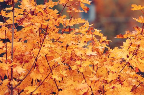 Free Golden autumn foliage captured in Jönköping, Sweden's scenic countryside. Stock Photo