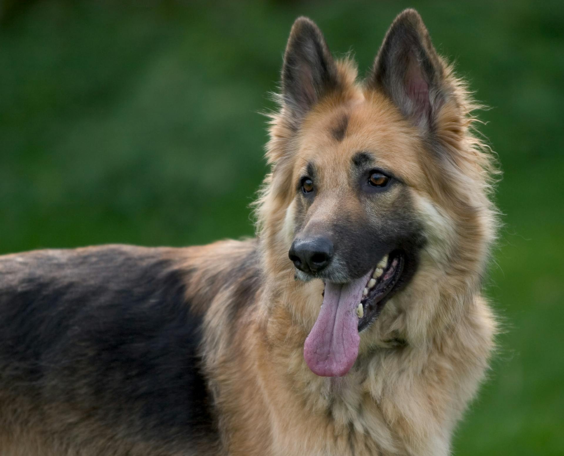 Alsatian Dog