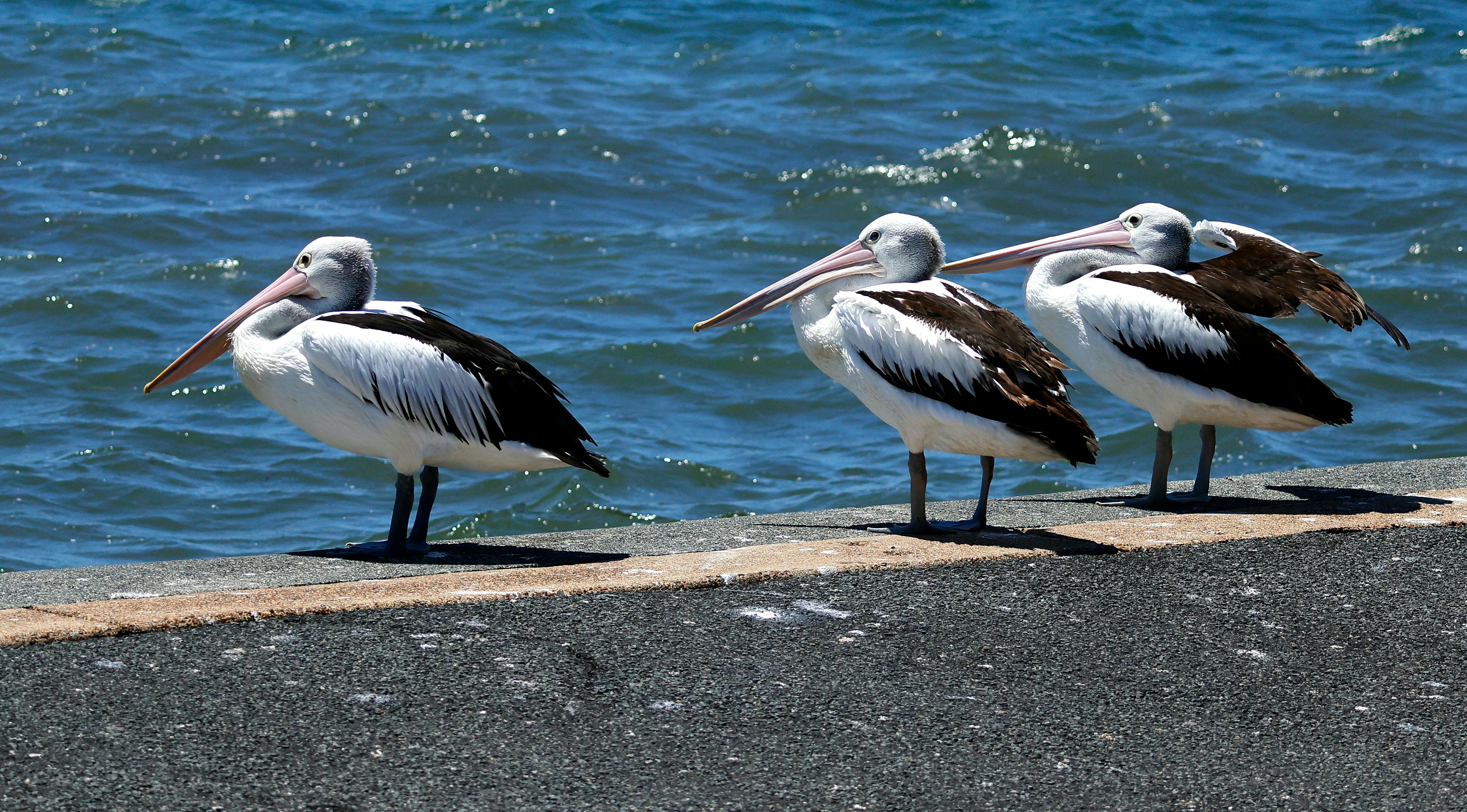 Pelican communicating