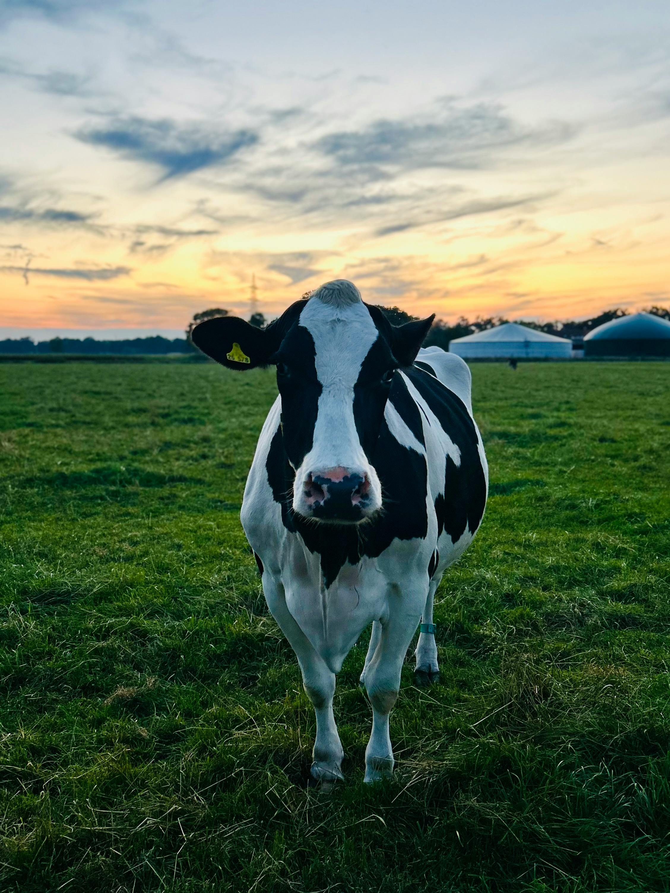 free-photo-of-holstein-cow-in-pasture-at-sunset.jpeg?auto\u003dcompress\u0026cs\u003dtinysrgb\u0026dpr\u003d1\u0026w\u003d500