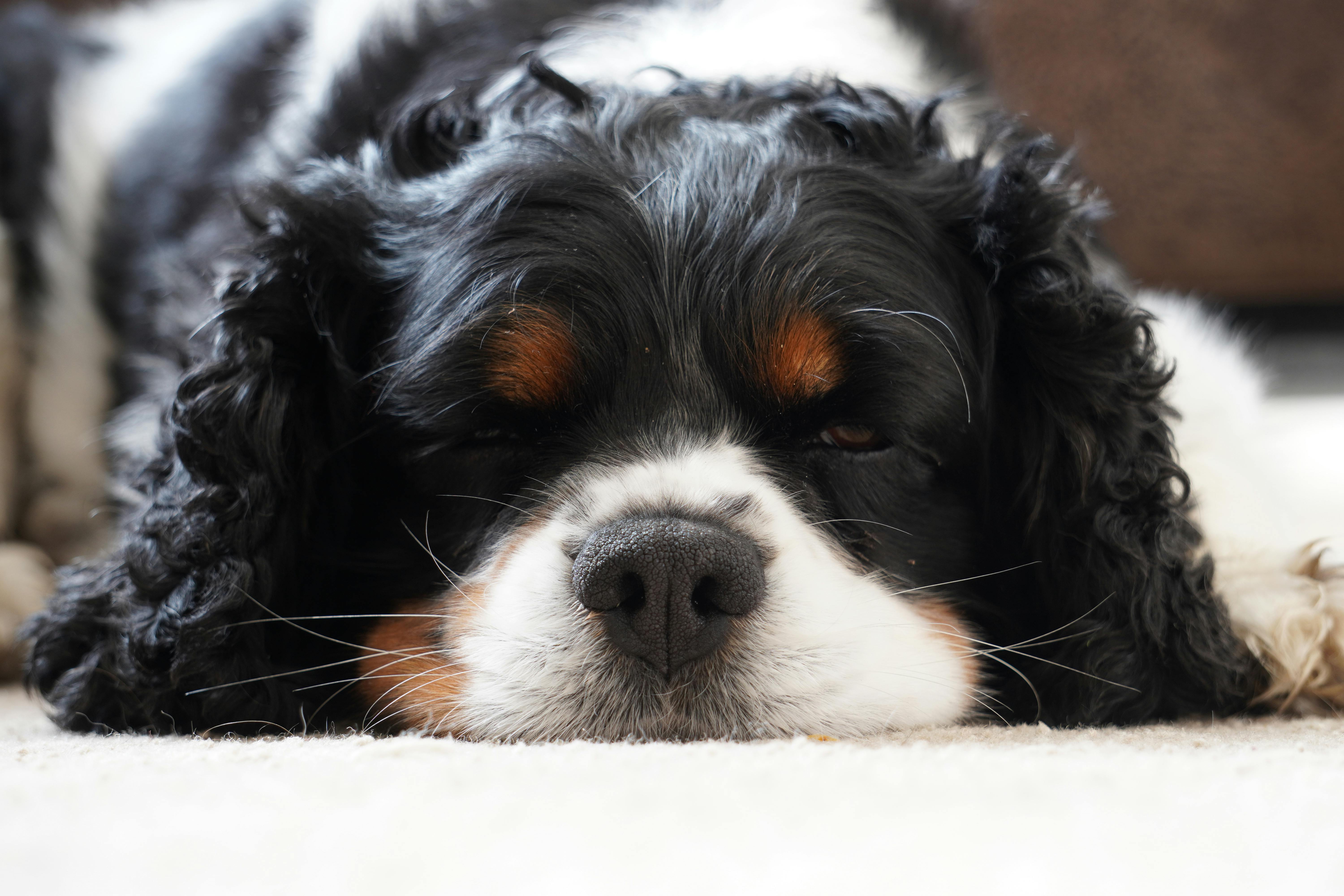 Cavalier King Charles και Syringomyelia: Τι Πρέπει να Γνωρίζετε